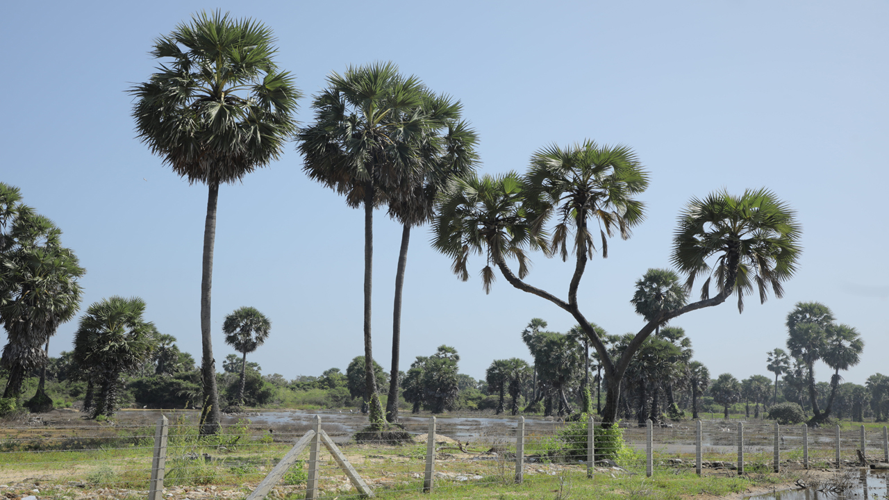 10-Branching Palm - Anaiviluntan