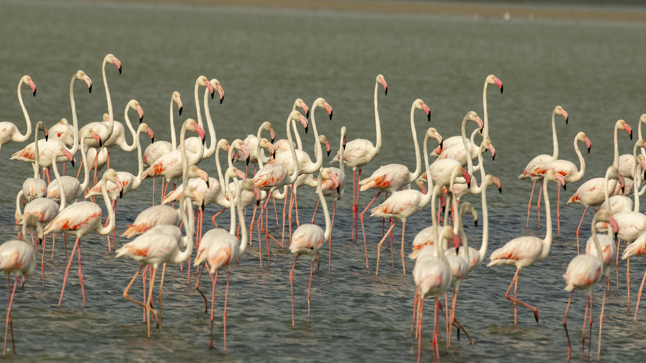11- Flamingos