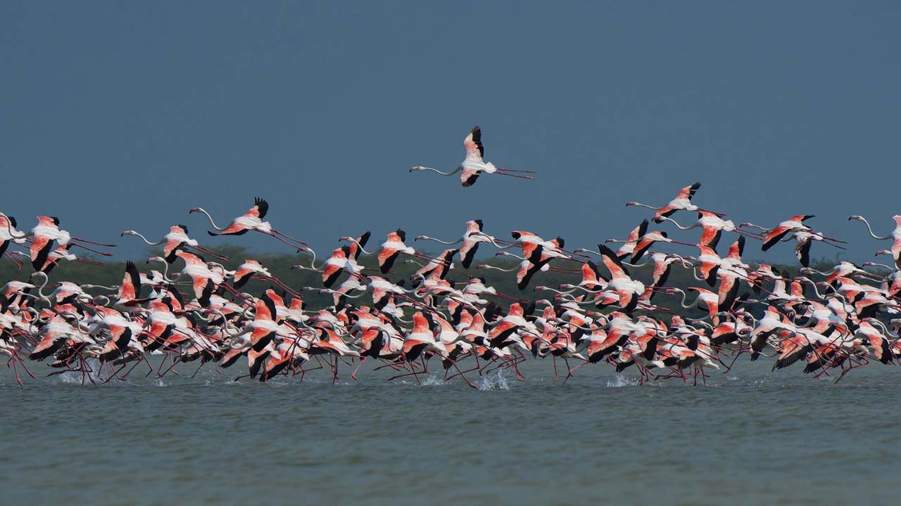 12-Flamingos