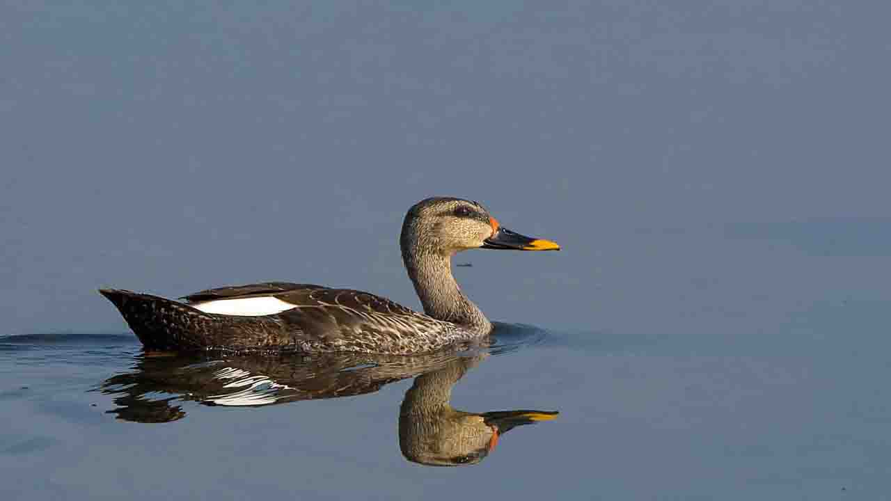 13- Spot billed Duck