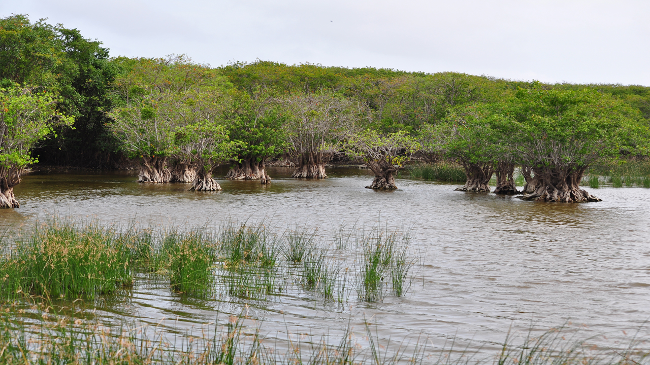 14- Mangroves-Sarasalai