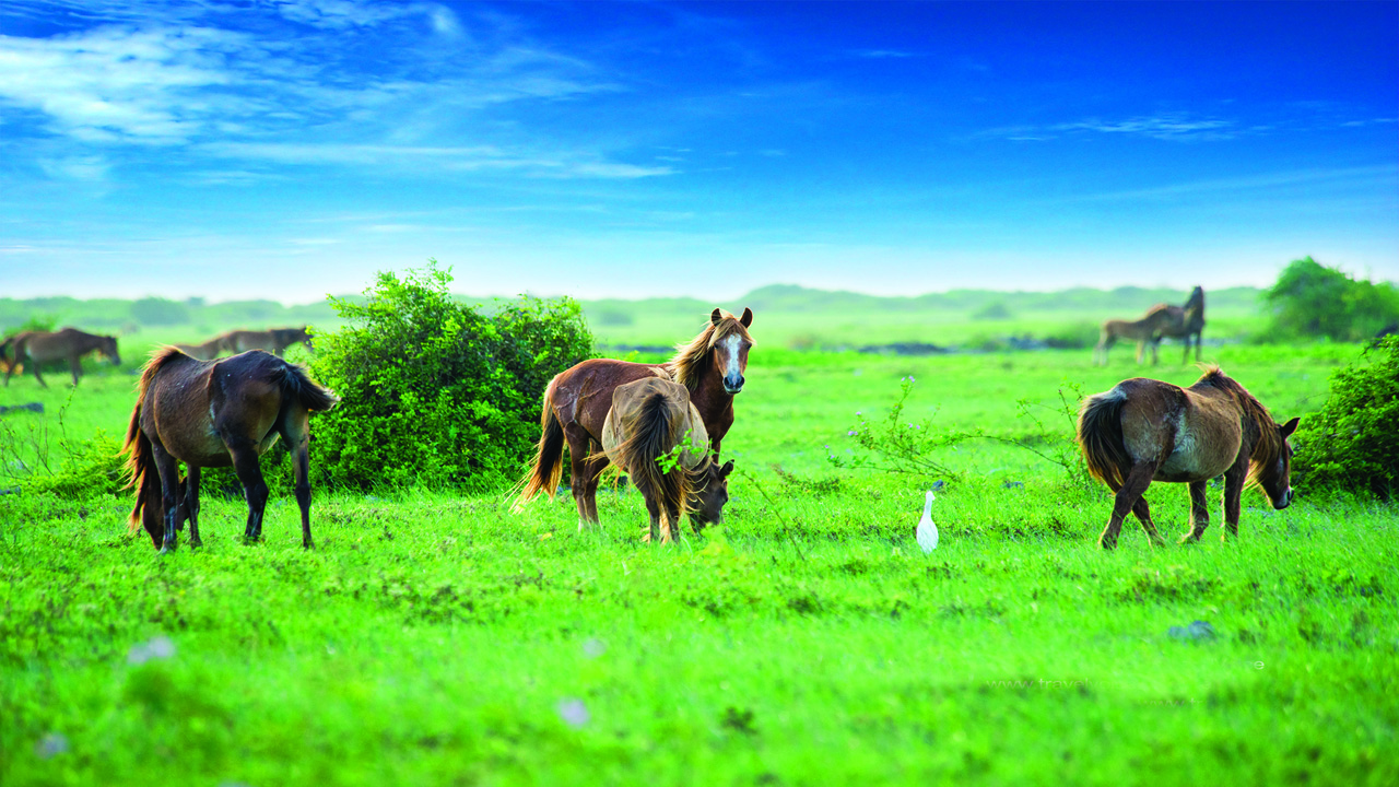 15- Feral Ponies-Delft